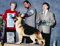 7 HERDING - CH MT Maple Bewitched At White Oak - German Shepherd Dog